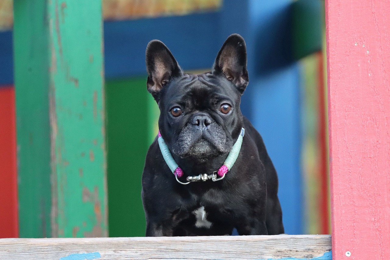 The Characteristics of French Bulldogs